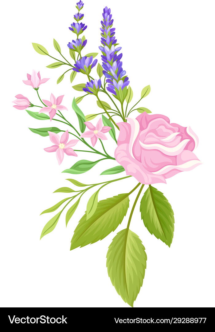Floral composition tender rose bud and lavender Floral composition tender rose bud and lavender vector image