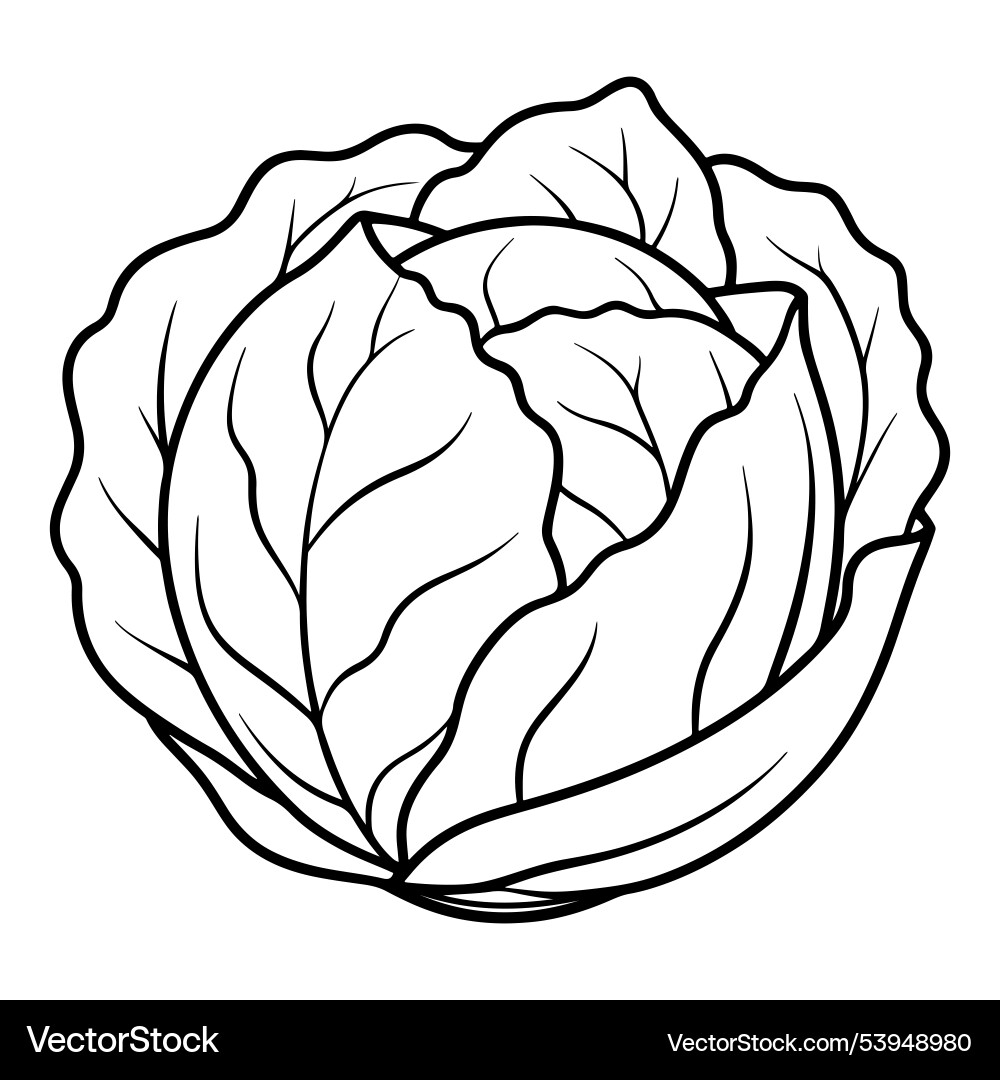 Dynamic cabbage with line art Vector Image
