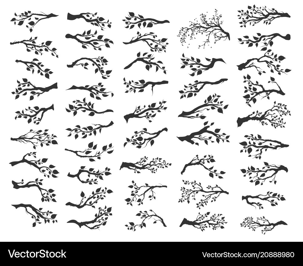 Tree Branches with Leaves - Isolated vector image