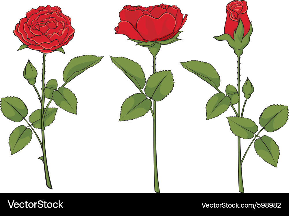Red Roses Vector Image