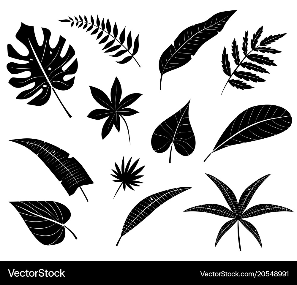 Tropical Palm Leaf Silhouettes Vector Image