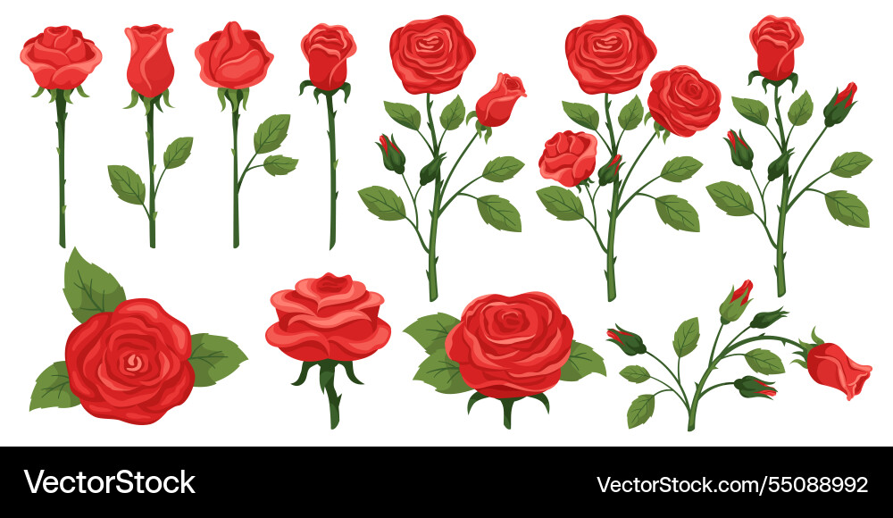 Cartoon rote Rosen Königin der Blumen blooming Cartoon rote Rosen Königin der Blumen blooming vektorbild