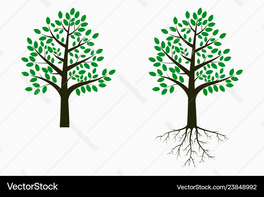 Tree with leaf and root Tree with leaf and root vector image