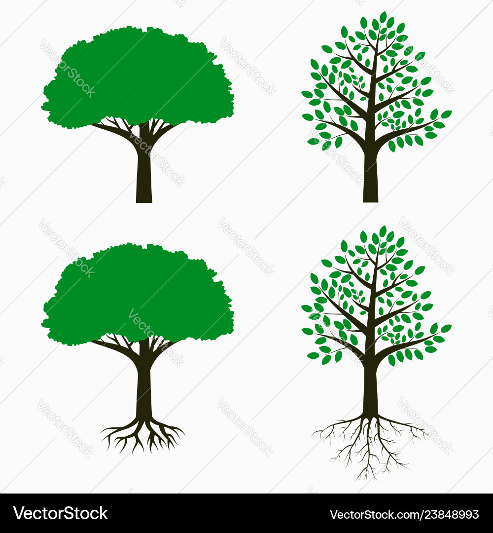 Tree with Roots and Leaves - Botanical Set vector image