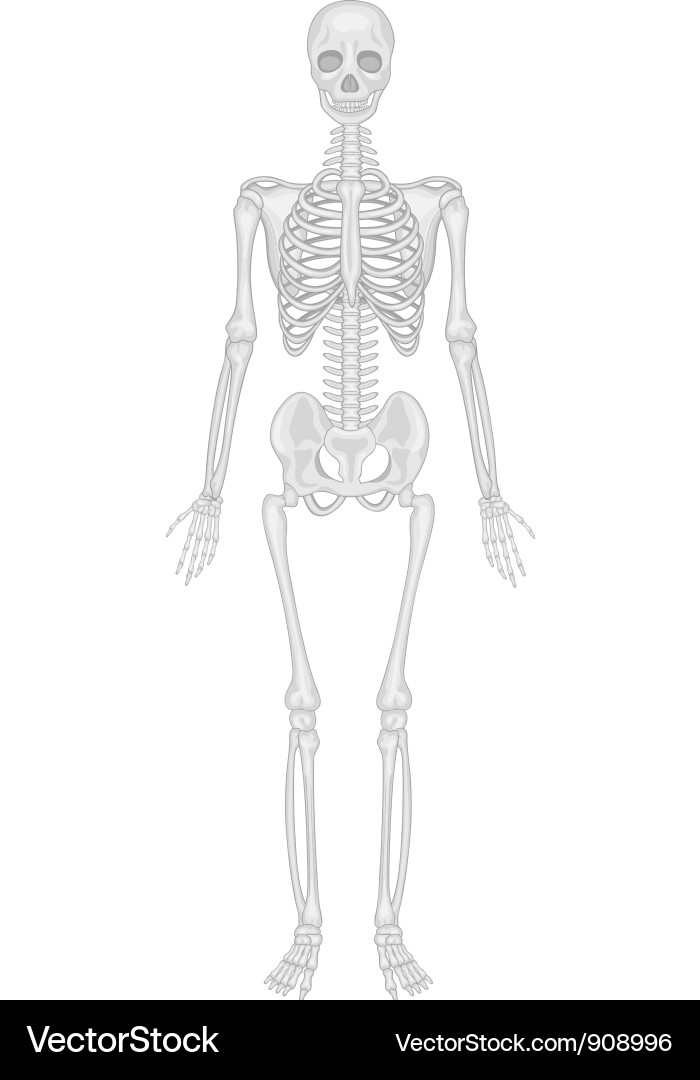 Skeletal system Royalty Free Vector Image - VectorStock
