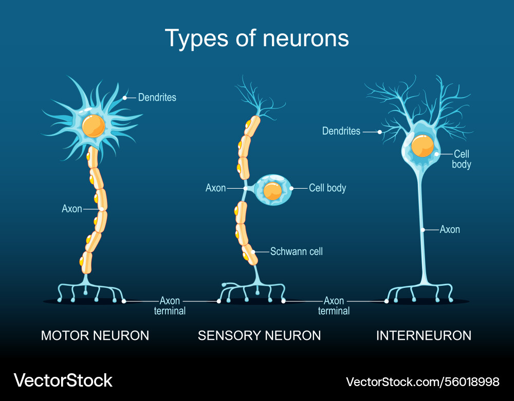 Different types of neurons neuron structure Different types of neurons neuron structure vector image