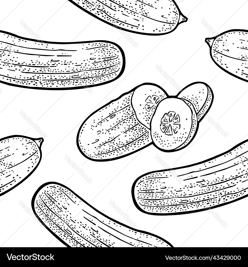 Seamless pattern fresh cucumbers isolated Vector Image