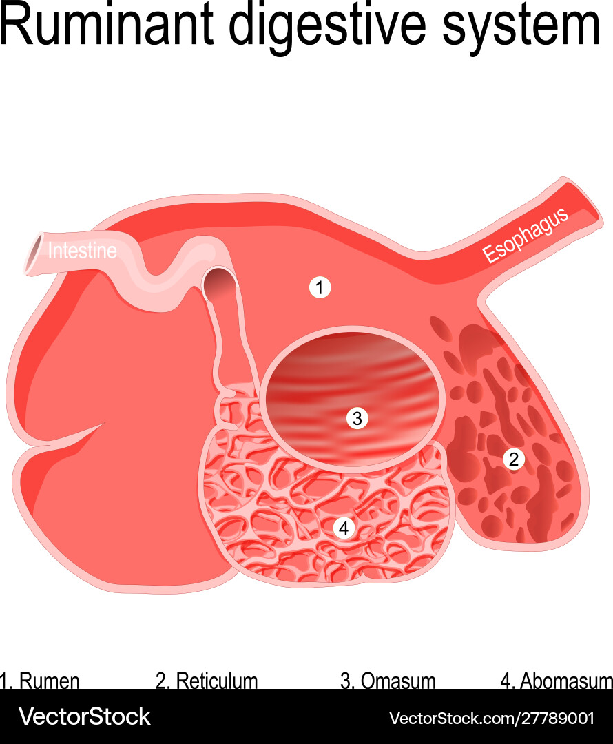 Cow Stomach Vector Images (40)