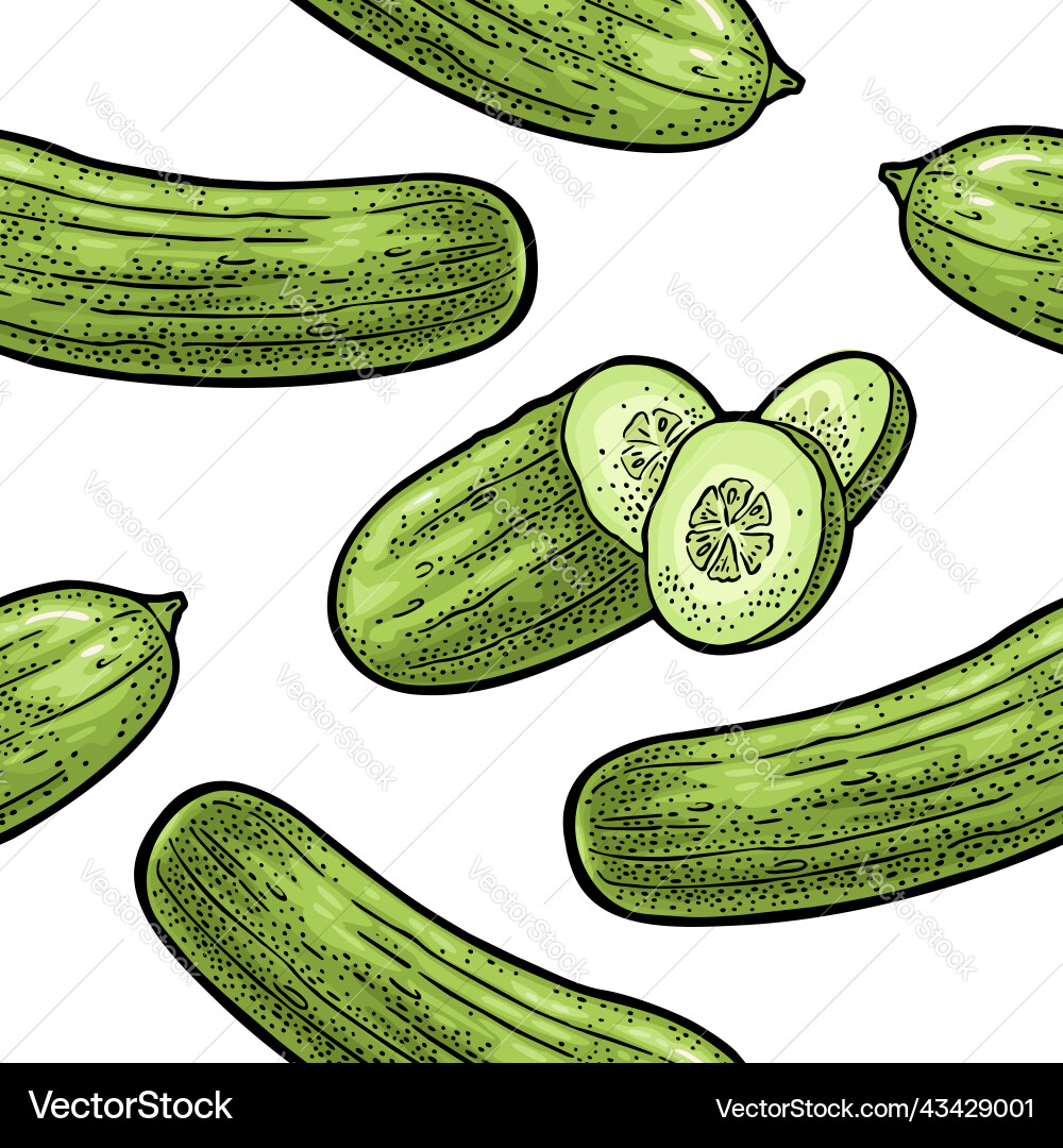 Seamless pattern fresh green cucumbers isolated Vector Image