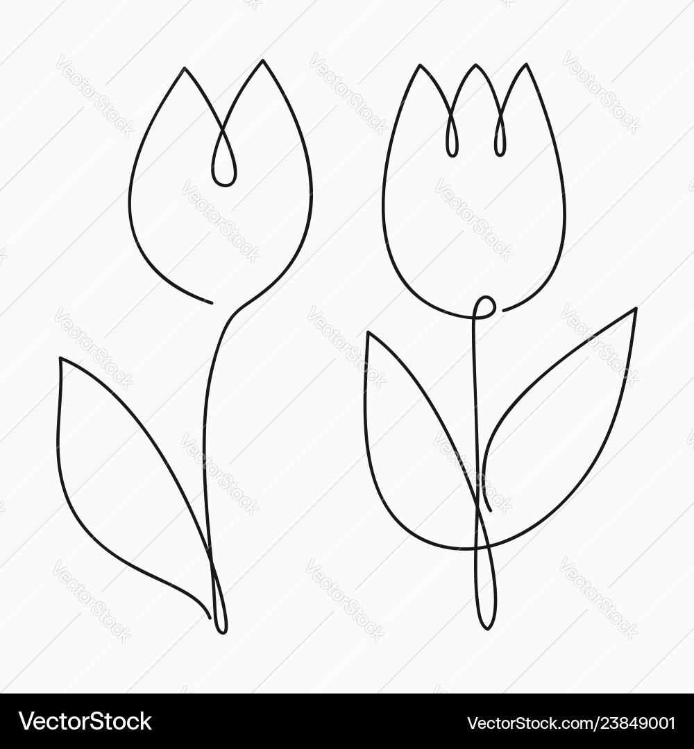 Tulip one line drawing continuous flower Tulip one line drawing continuous flower vector image