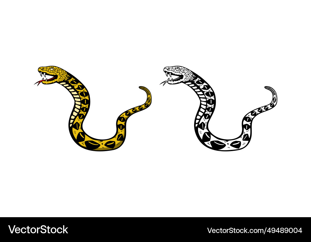 Python snake design vector image