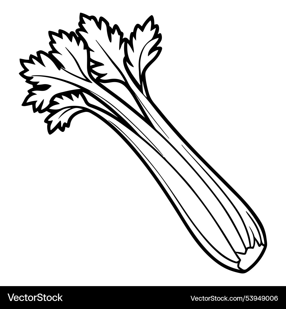 Dynamic celery with line art Vector Image
