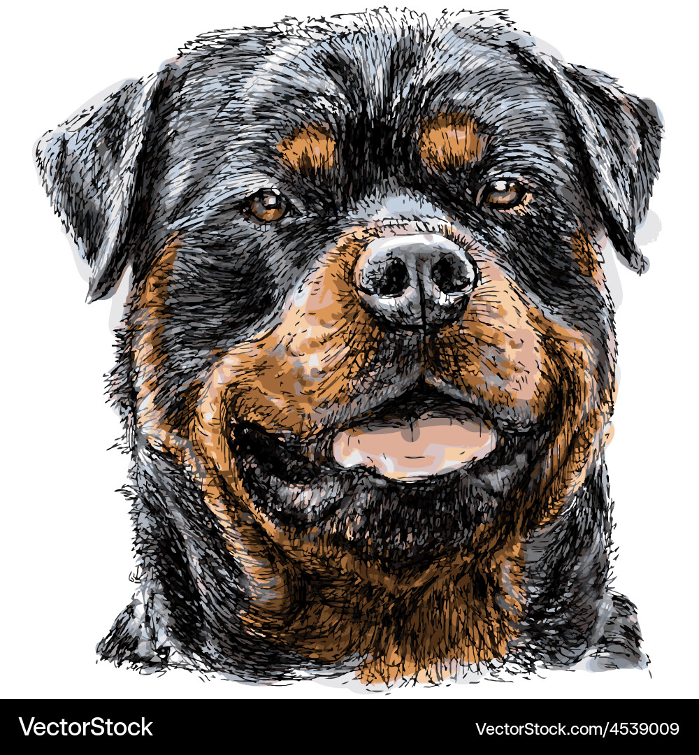 Rottweiler Royalty Free Vector Image - VectorStock