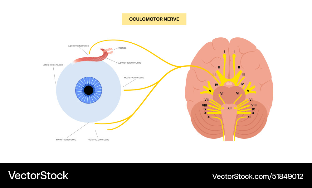 oculomotor-nerve-anatomy-