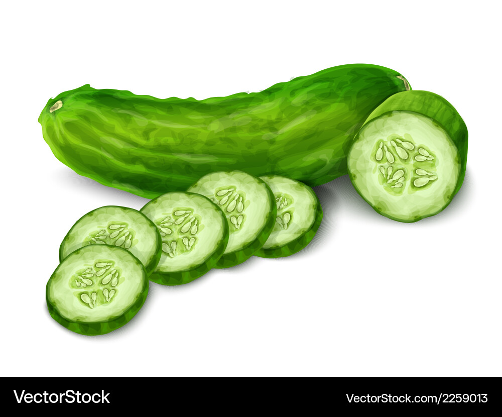 Isolated Cucumber Slice vector image
