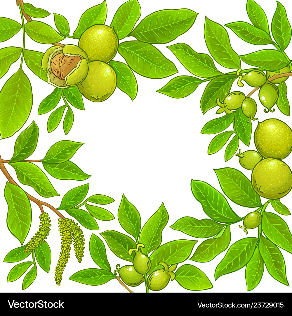Walnut branches frame on white background Vector Image
