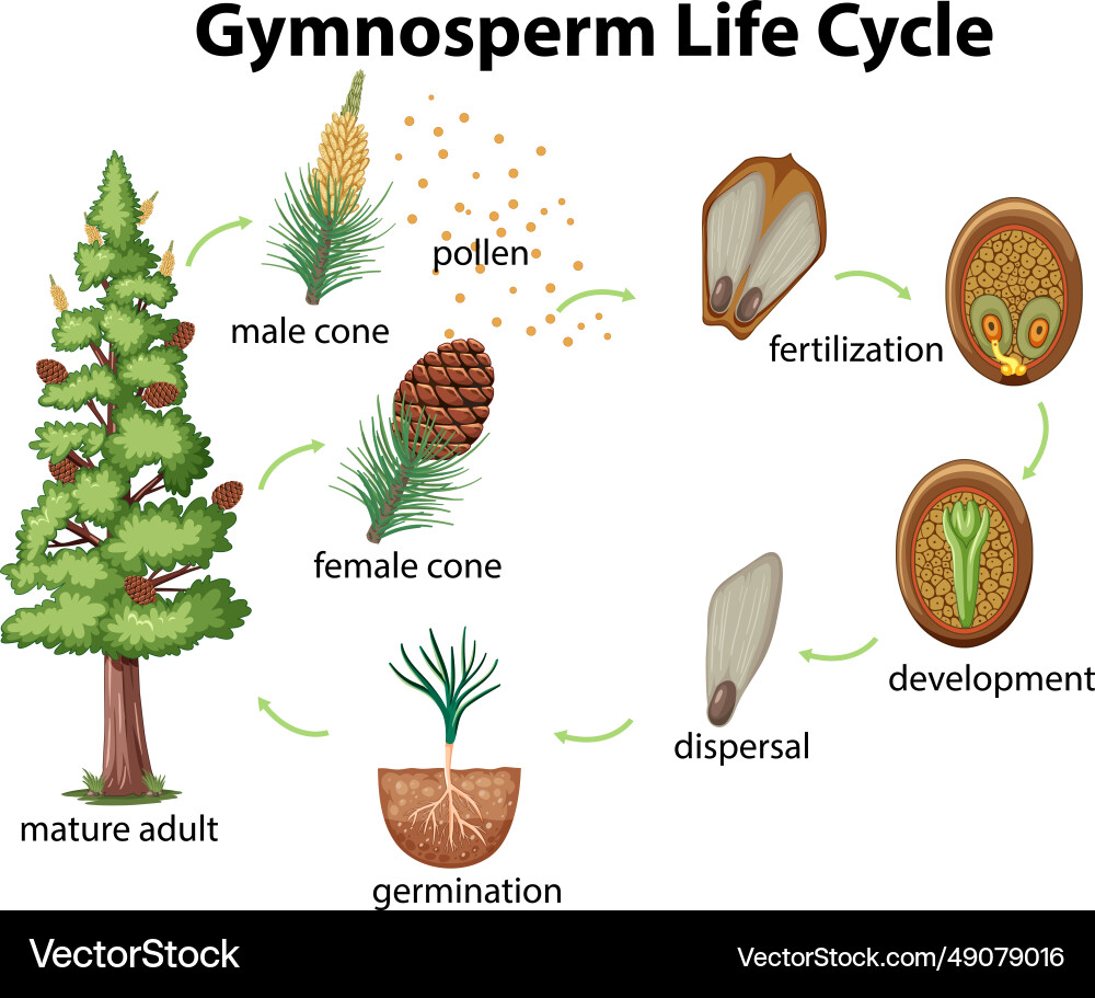 Gymnosperms of conifer plants Royalty Free Vector Image