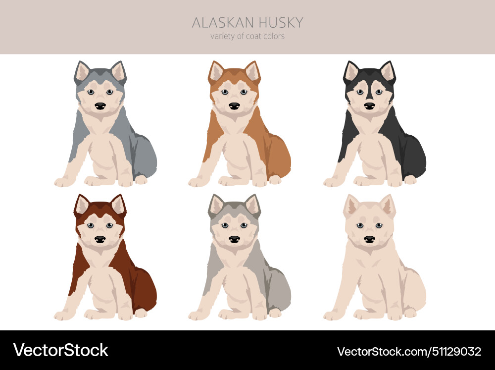 Alaskan husky puppy clipart different poses coat Alaskan husky puppy clipart different poses coat vector image
