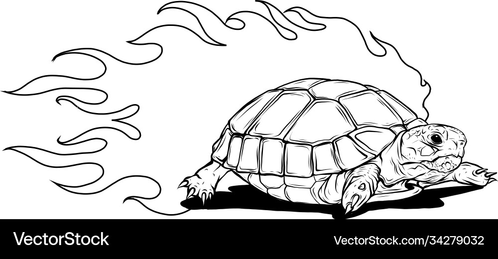 Turtle isolated on white background Royalty Free Vector