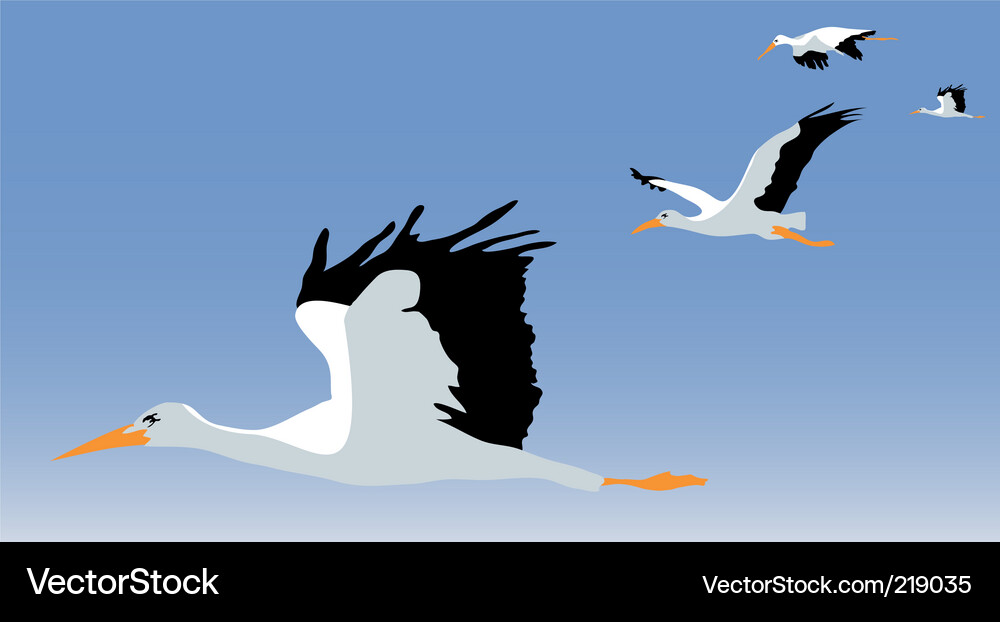 Elegant Storks in Flight Vector Image
