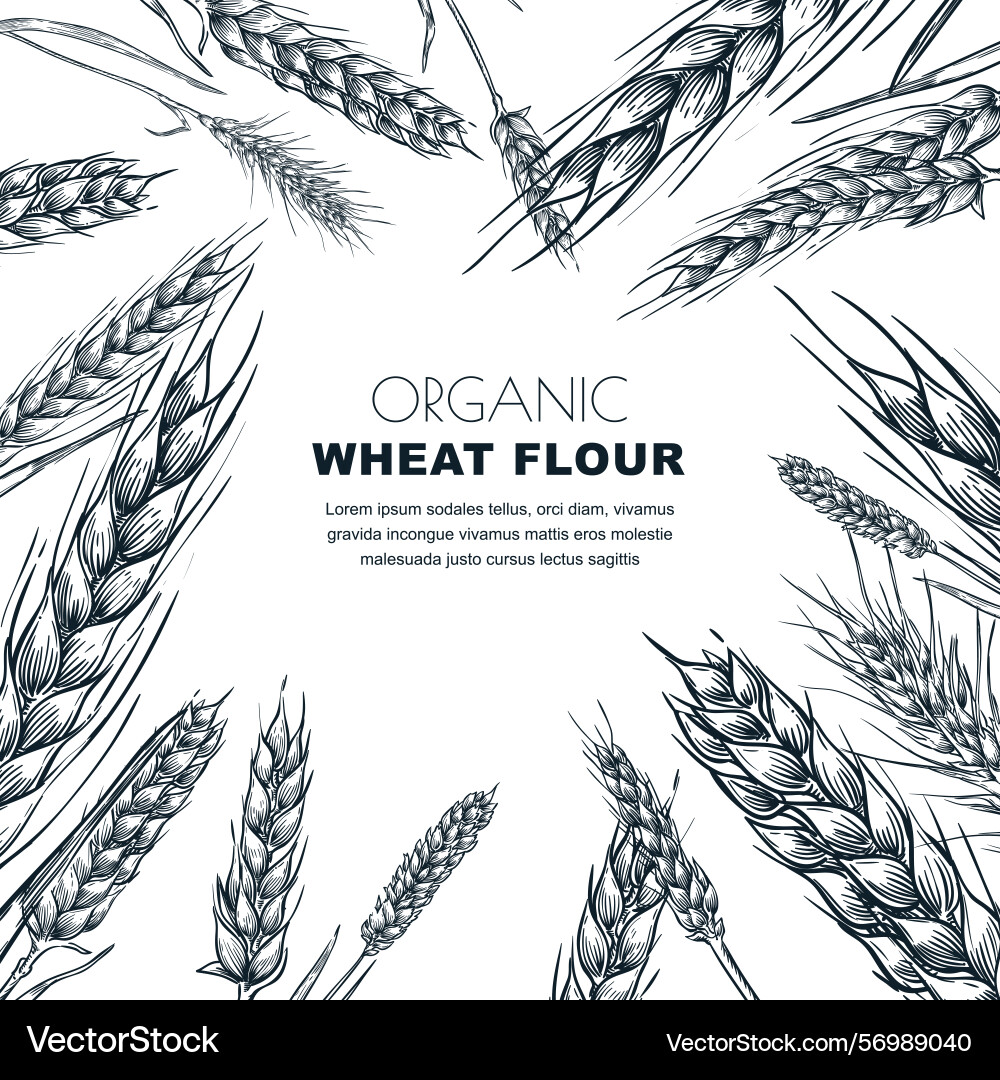 Wheat flour label design template sketch Wheat flour label design template sketch Vector Image