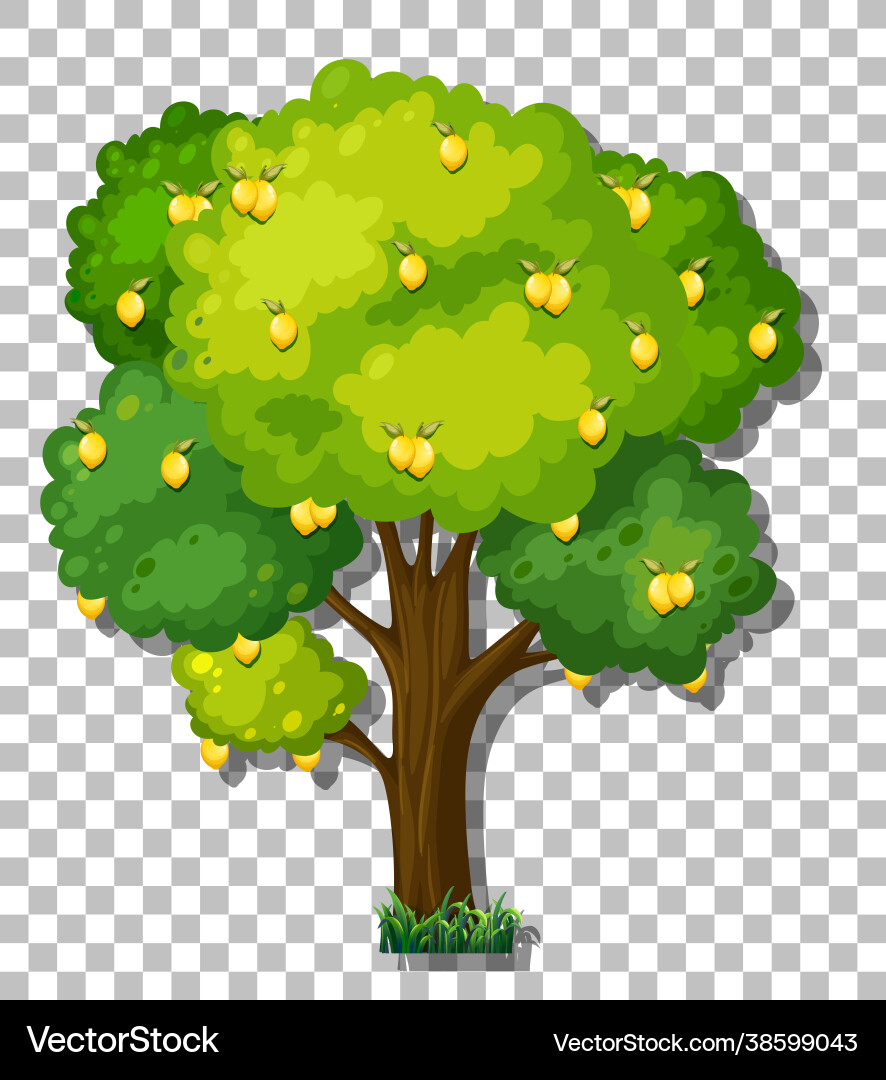 Lemon tree on transparent background Vector Image