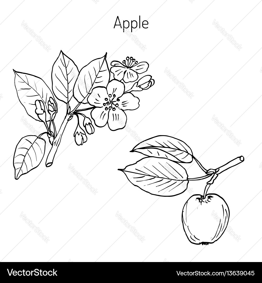 Apple Branch mit Blüten Vektorbild