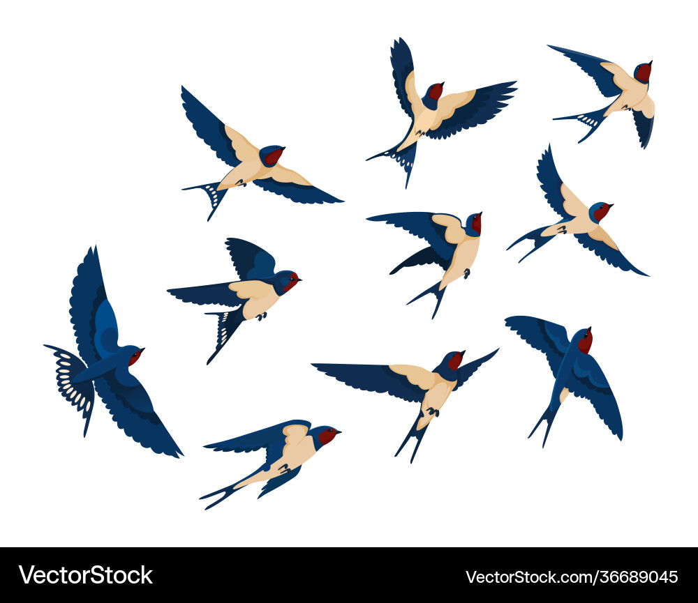Flying bird various view collection set Flying bird various view collection set vector image