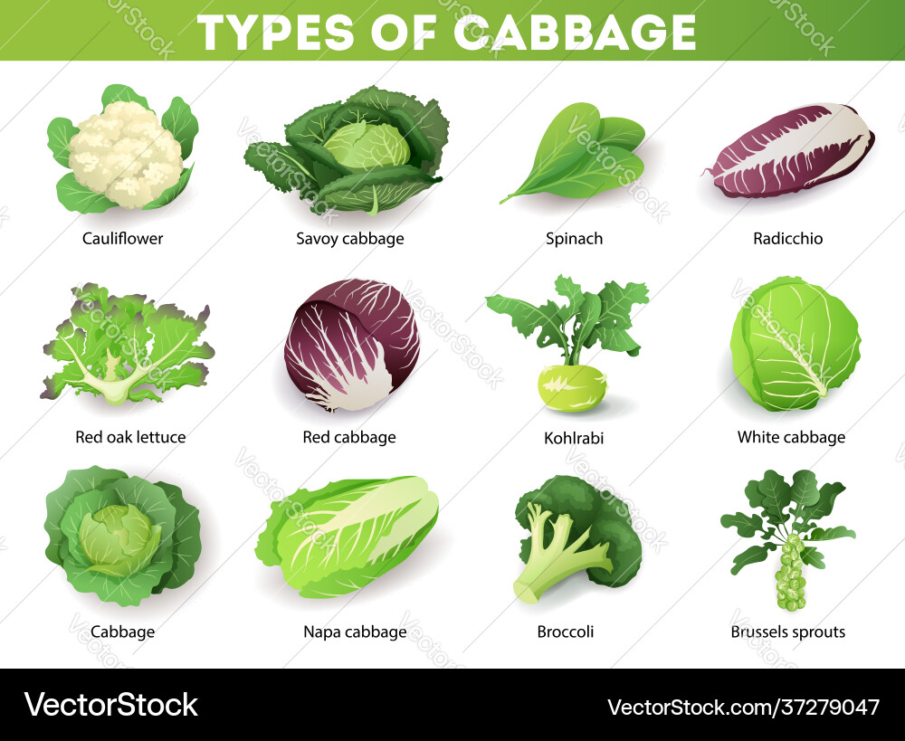 Diverse Cabbage Varieties vector image