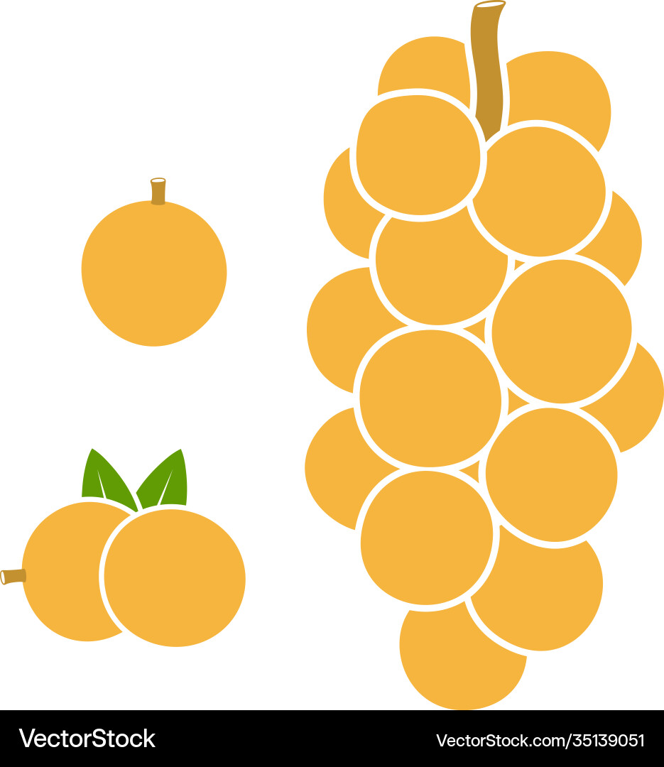 Longkong Longkong vector image