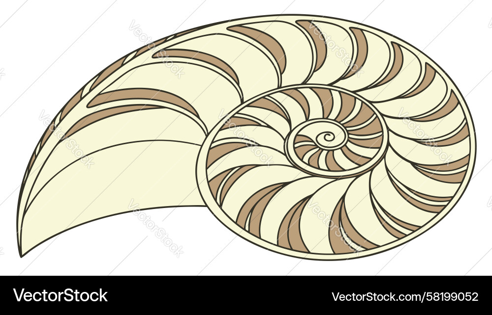 Nautilus Shell Cross-Section Vector Image