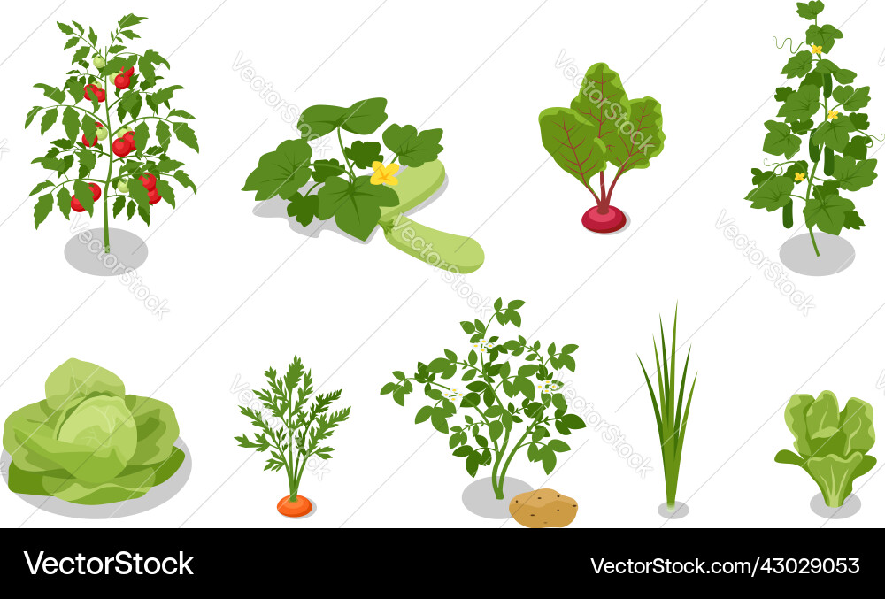 Isometric vegetable garden cabbage salad vector image