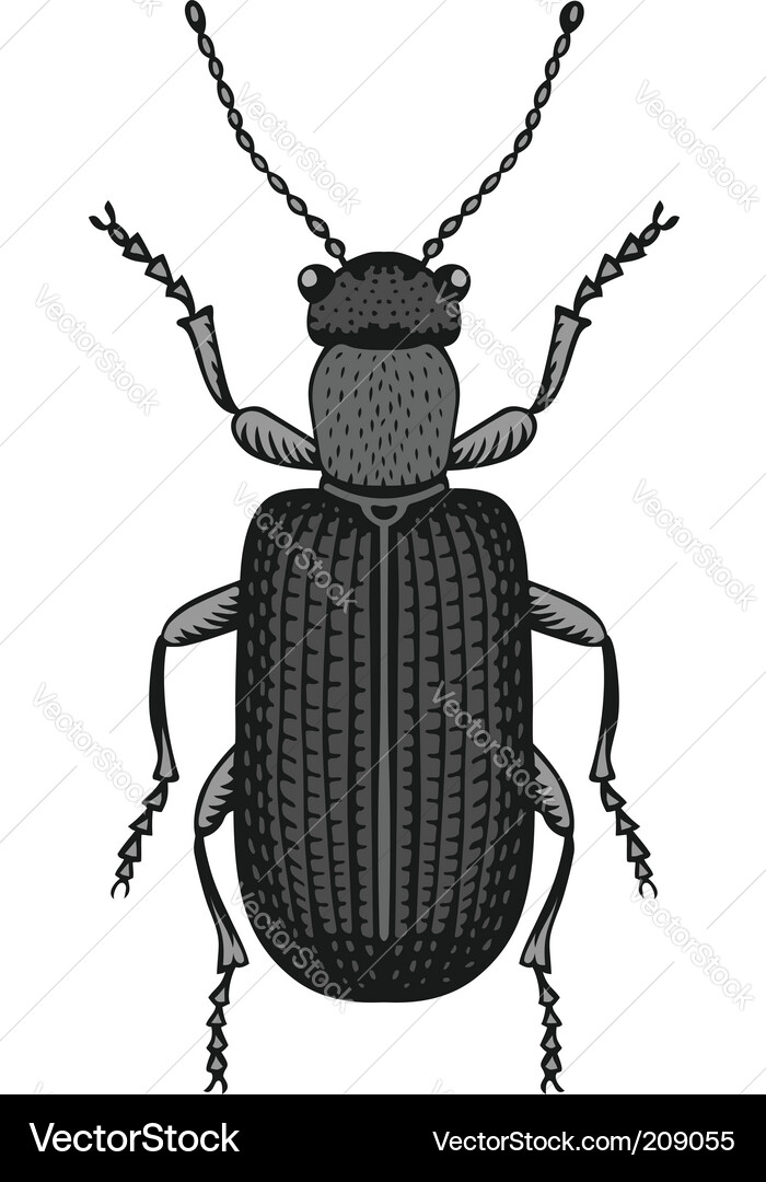 Big bug Vector Image