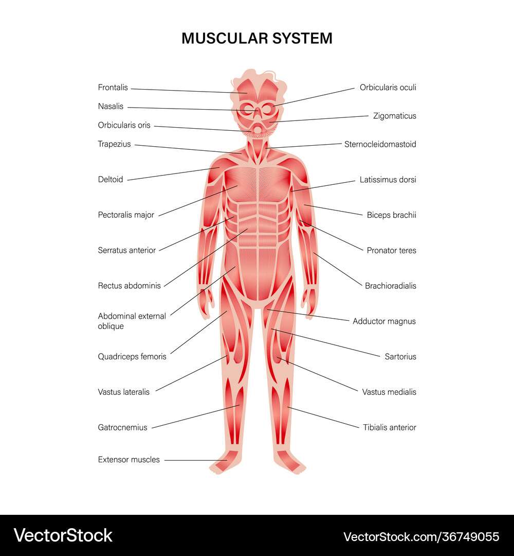 Child Muscular System Anatomy – Royalty-Free Vector | VectorStock, image size:1000x1080
