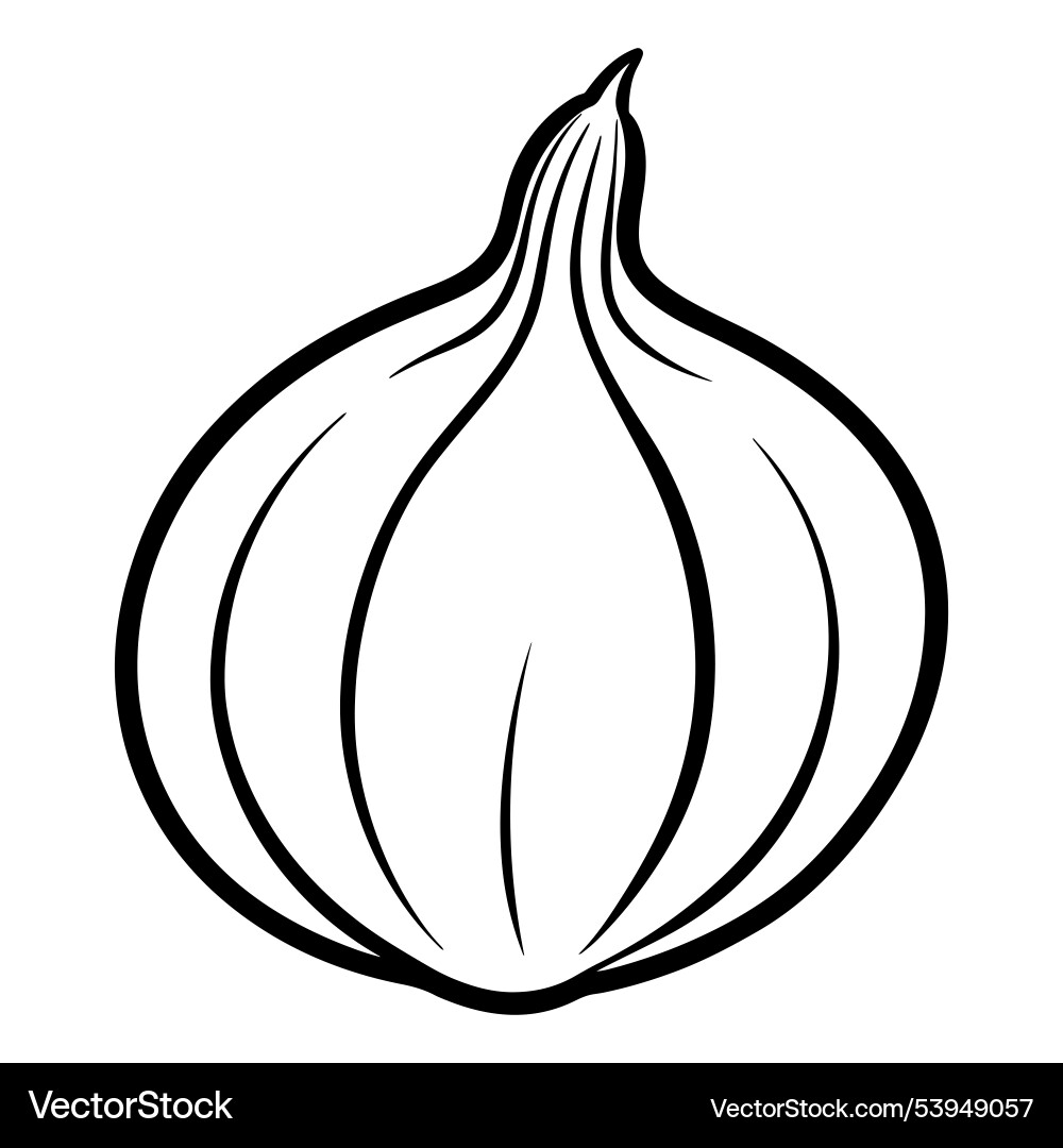 Dynamic onion with line art Vector Image