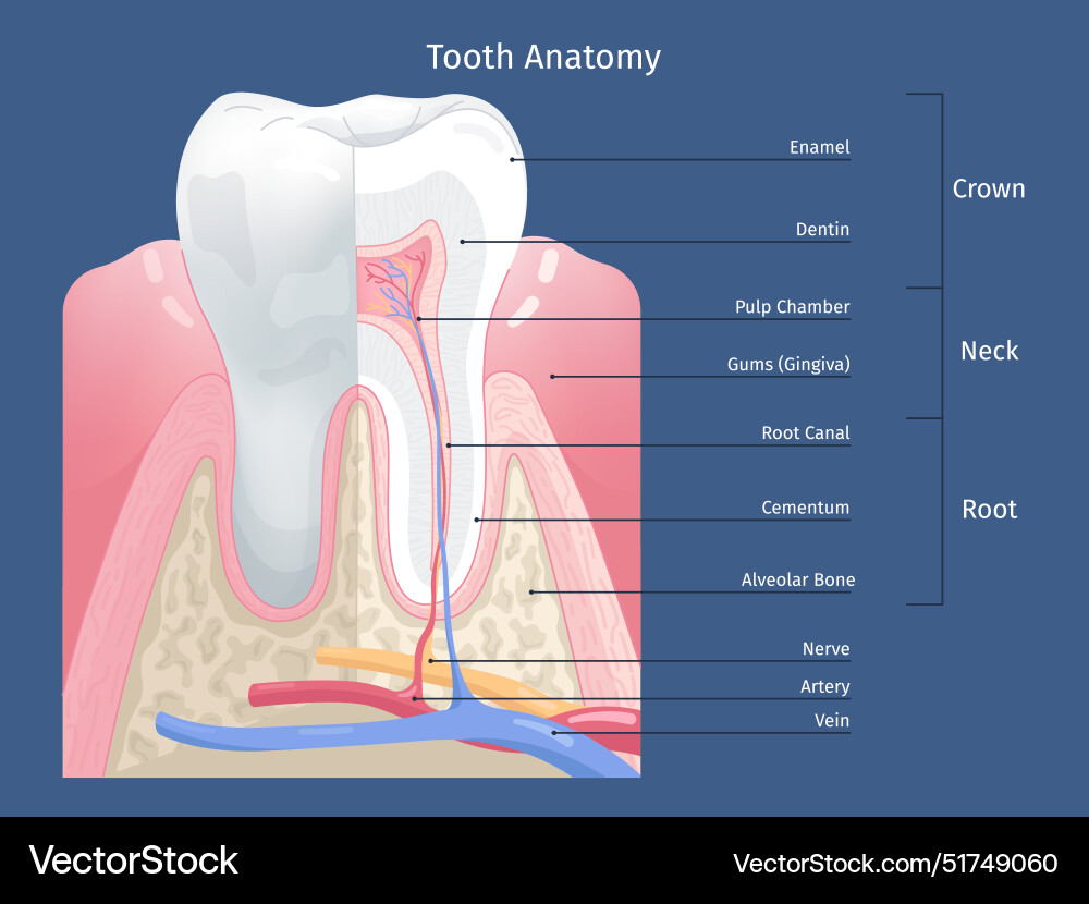 Tooth anatomy infographic teeth anatomic Tooth anatomy infographic teeth anatomic vector image