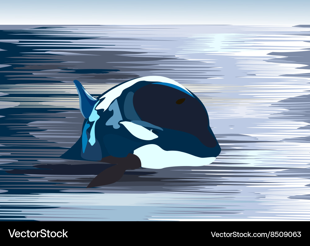 Killer whale drawing – Royalty-Free Vector | VectorStock, image size:1000x794