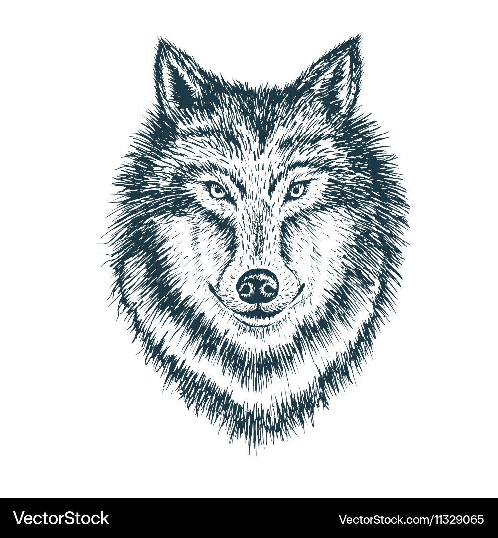 Detailed Wolf Portrait Vector Image