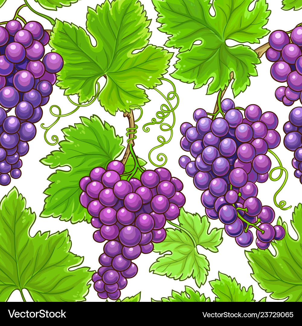 Grapes branches pattern on white background Grapes branches pattern on white background vector image