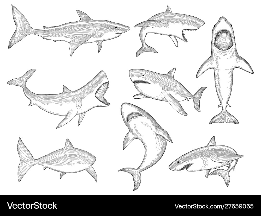 Ocean Shark Silhouette - Big Tooth Predator Vector Image
