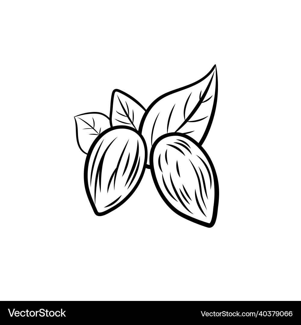 Almond sprig black and white Almond sprig black and white vector image