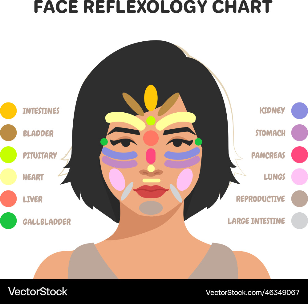 Face reflexology chart inner organs massage areas Face reflexology chart inner organs massage areas vector image