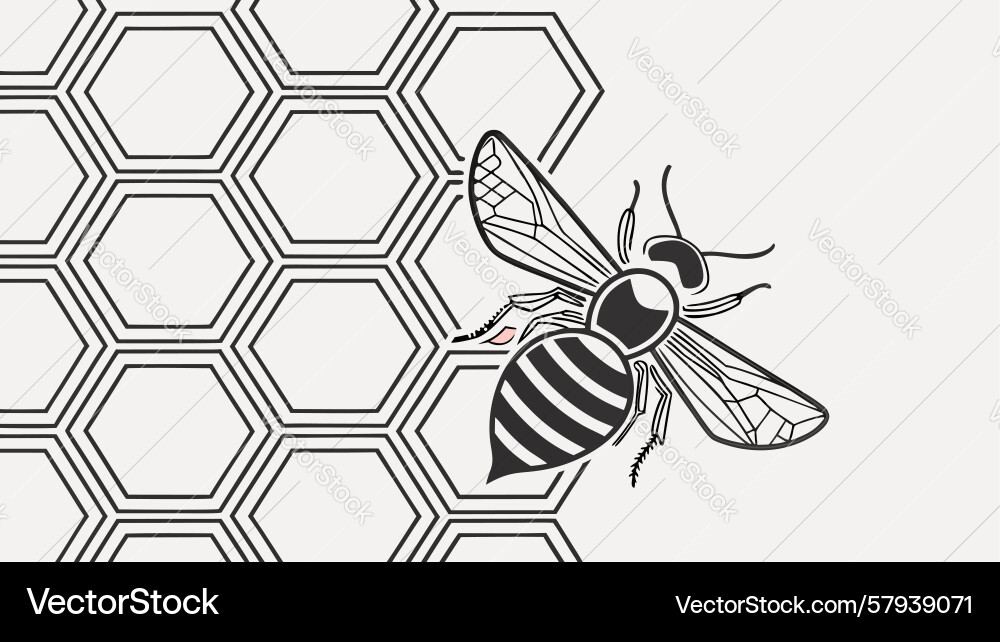 Honeybee on Hexagonal Pattern Vector Image