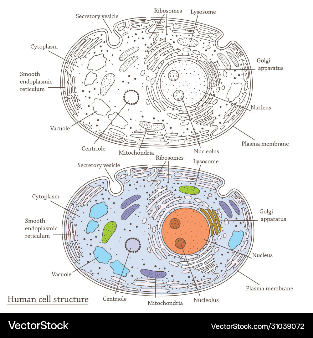 Human cell structure vector image