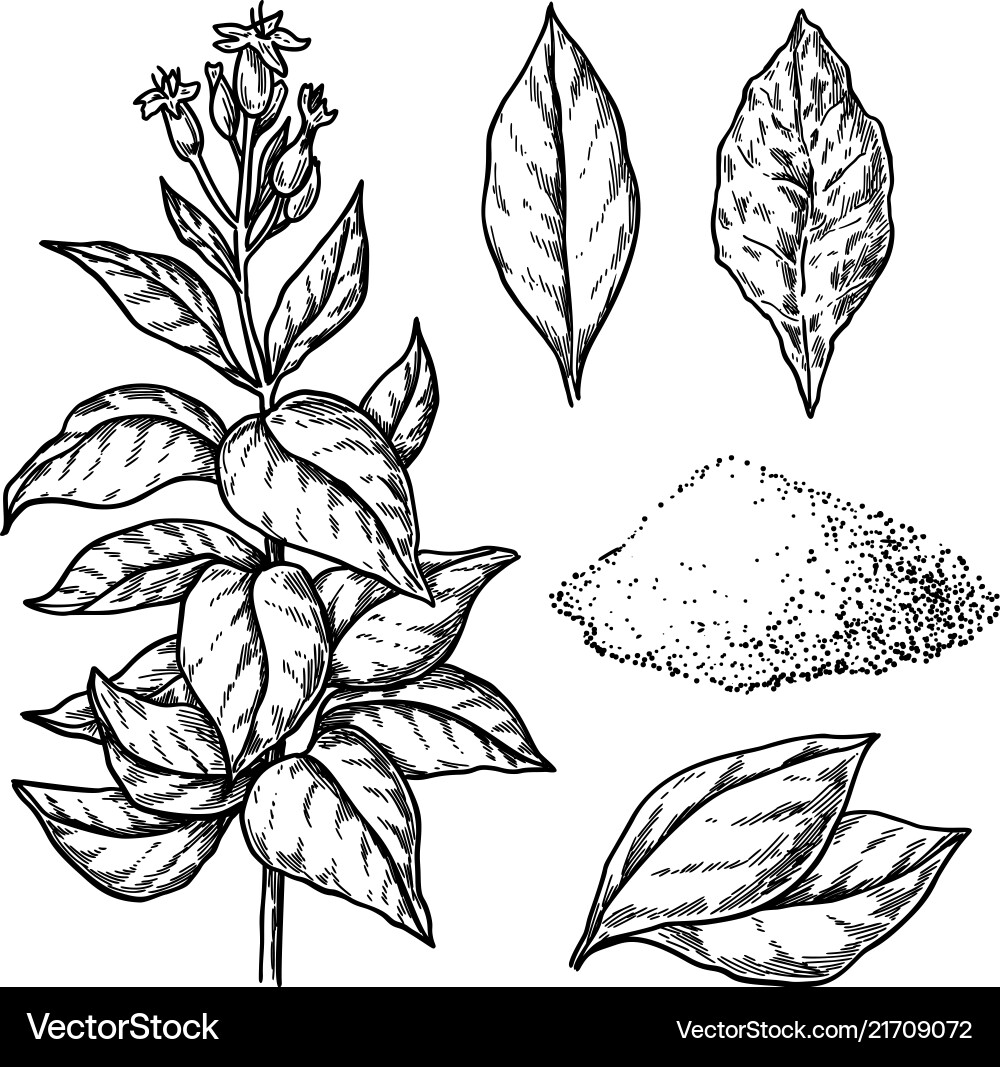 Tobacco drawing plant with flowers fresh vector image