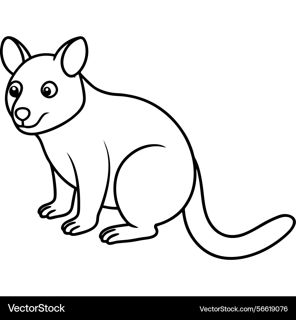 Tree kangaroo white background Tree kangaroo white background Vector Image