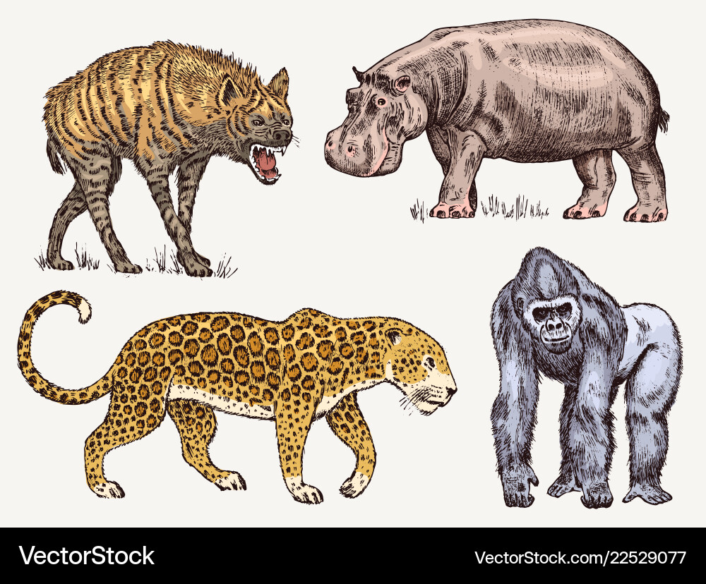 Set of african animals hippopotamus leopard hyena Set of african animals hippopotamus leopard hyena vector image