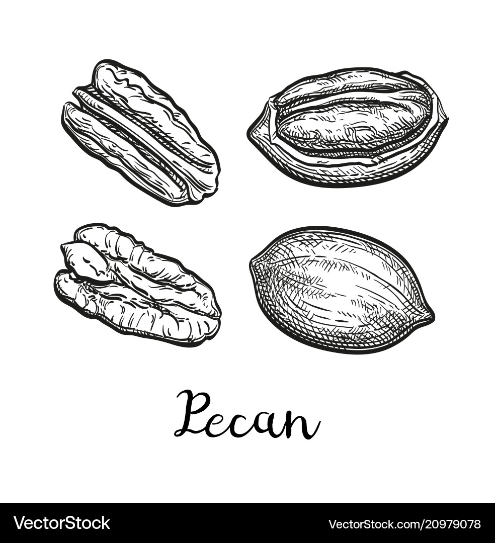 Ink sketch of pecan Ink sketch of pecan vector image