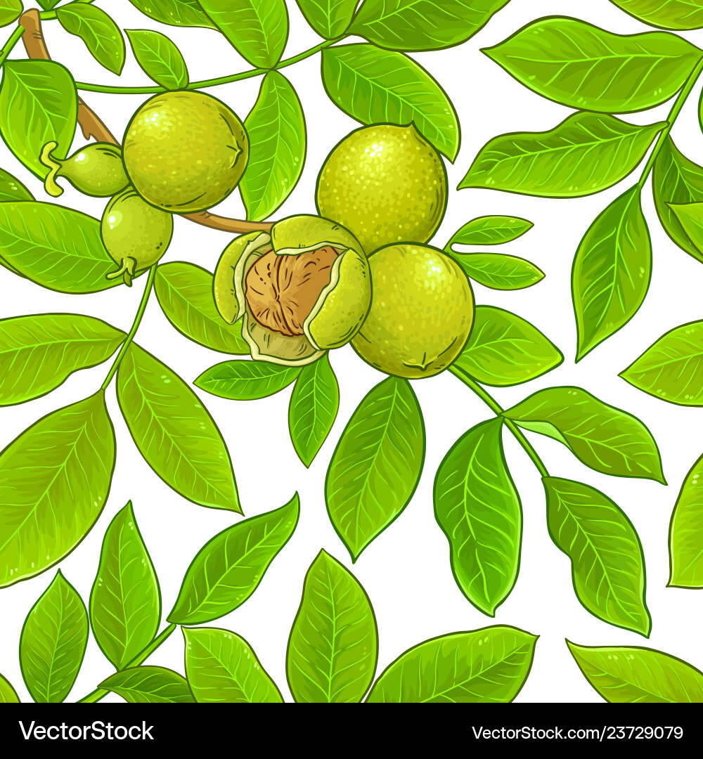 Walnut Branch Pattern - White Background vector image