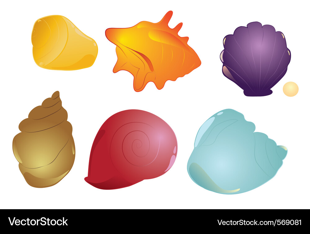 Shell collection Vector Image